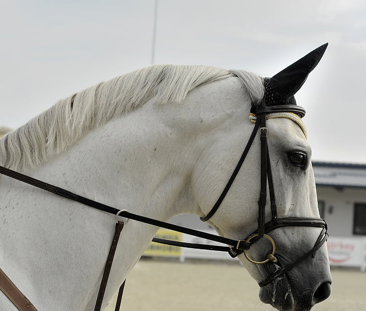 Branco, cavalo, dia, animal, animais, close-up, cavalo branco