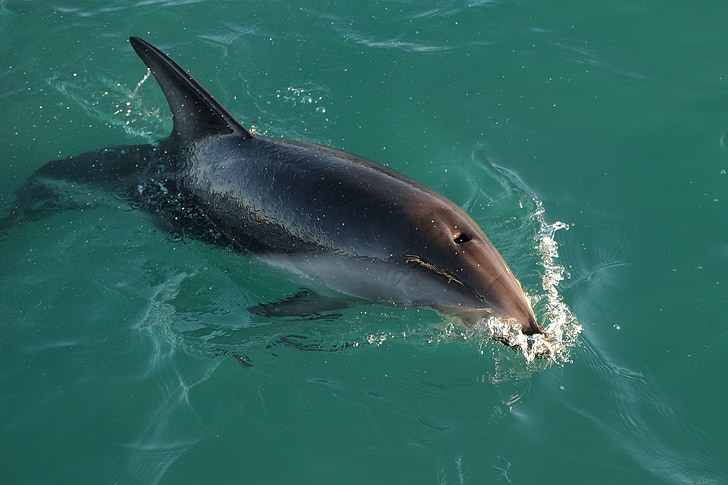 dusky dolphin, swimming, ocean, sea, mammal, surface, wildlife