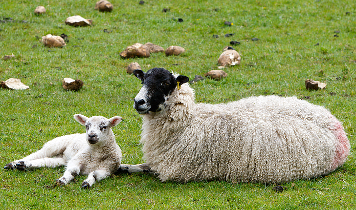 oveja, Cordero, oveja, lana, lanoso de paño grueso y suave, agricultura, animal