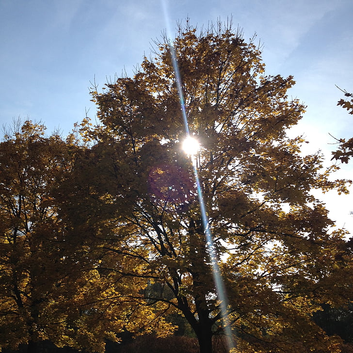 efterår, træ i efteråret, lys