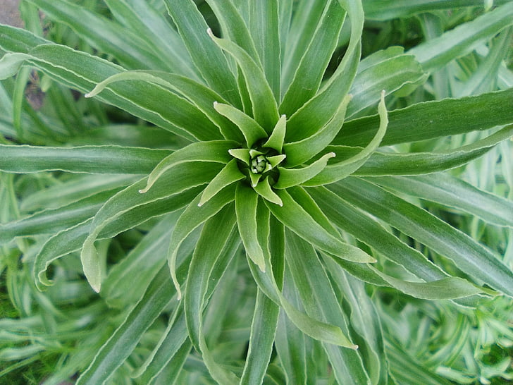 Lily, Yeşil, yeşillik, doğa, Jardin des plantes, Bahar, Mart