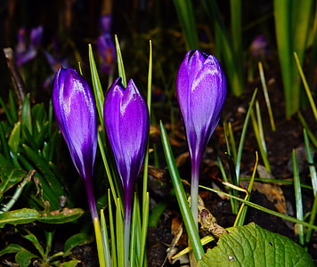 crocus, bloom, spring, purple, flowers, spring flowers, violet