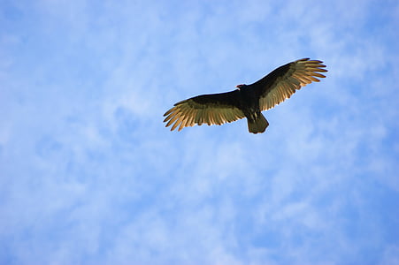 兀鹫, 天空, 云彩, 飞, 巴拉圭, 南北美洲