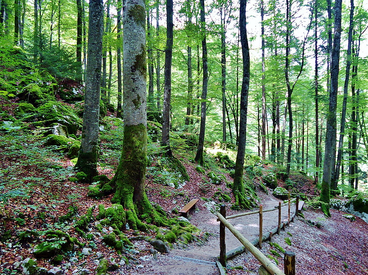 ξύλο, δάσος, φύση, διαδρομή, Πεζοπορία, δέντρο, σε εξωτερικούς χώρους