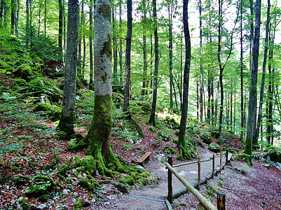 medienos, miško, Gamta, kelias, žygiai pėsčiomis, medis, lauke