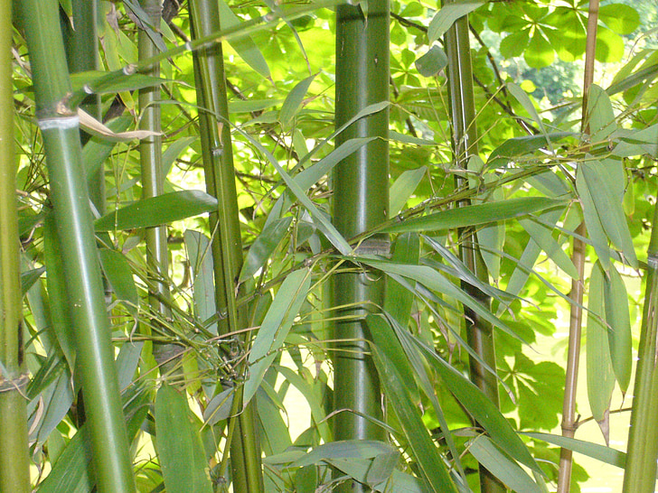 bambusa, zaļa, fons, augu, bambusa lapu