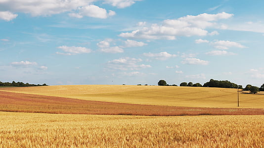 cornfield, wheat fields, field, wheat, agriculture, cereals, cloud