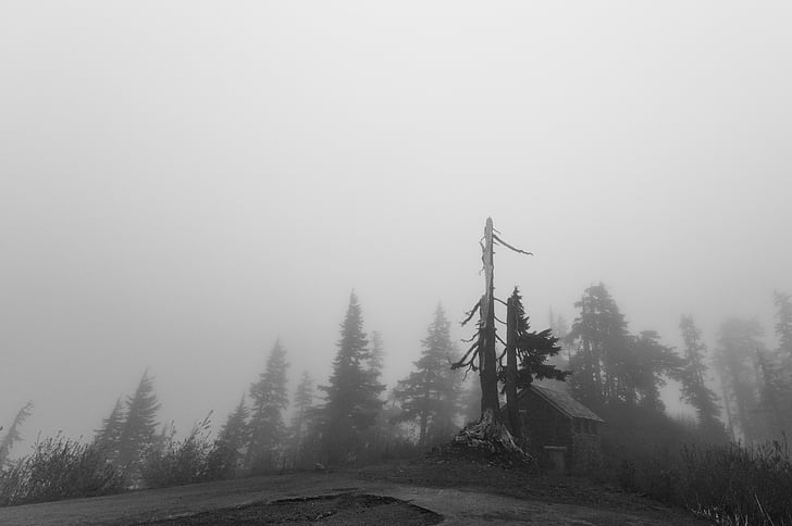 pine, trees, covered, fog, grey, foggy, forest