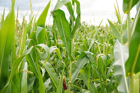 kukurica, pole, poľnohospodárstvo, plodín, farma, Zelená