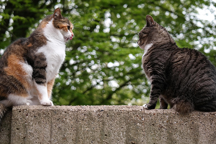 cat, domestic cat, british shorthair, british shorthair cat, wall, sit, to watch