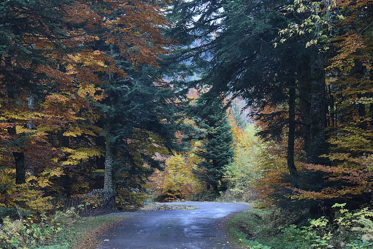 дървен материал, път, цветове, Есен, планински, пейзаж, гора