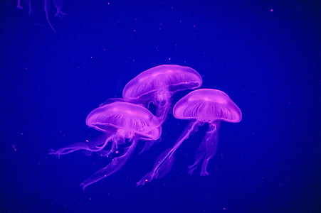 jellyfish, ocean, sea, nature, water, underwater, marine