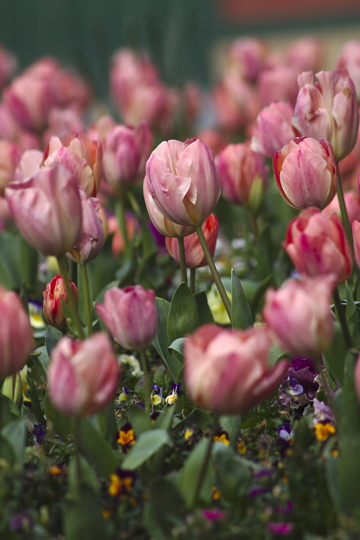 tulipes, flors, Roses