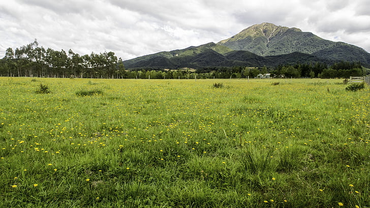 Methven, farma, tráva, Jižní ostrov, Nový Zéland, Hora, žluté květy