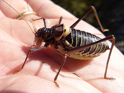 somereta beliggenhet, insekt, endemisk, lluciapomaresius panteli, cricket, somereta