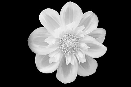 flower, flowers, black, isolated, background, white, flowering