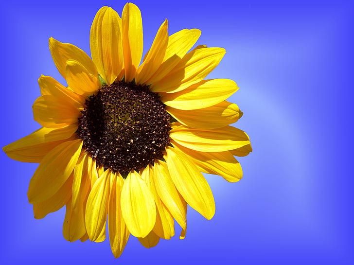 Sun flower, päike, lill, õis, Bloom, kollane, suvel