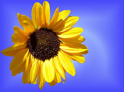 Slnečná kvetina, slnko, kvet, kvet, kvet, žltá, letné