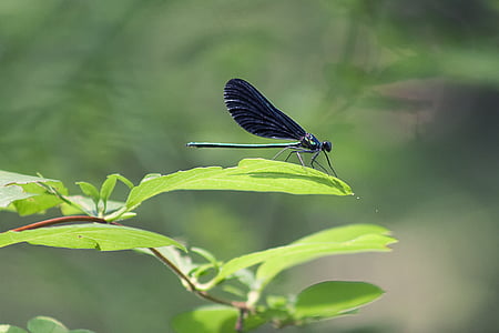 蜻蜓, 昆虫, 自然, 飞, 翼, 野生动物, bug