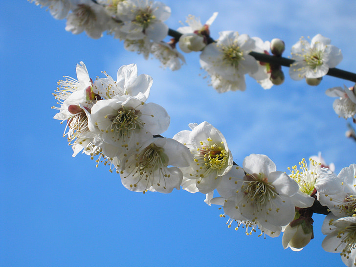 švestková, Soga švestka, Odawara, modrá obloha, modrá, bílá, květiny