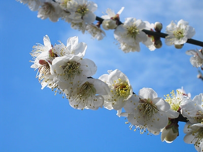 δαμάσκηνο, Soga δαμάσκηνο, Ονταουάρα, μπλε του ουρανού, μπλε, λευκό, λουλούδια