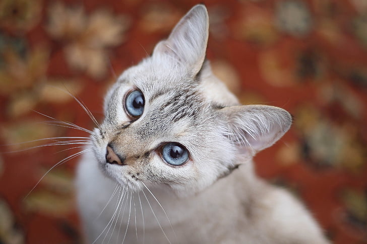 cat, white, blue eyes, feline, look up, animal, pet