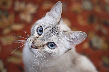 γάτα, λευκό, μπλε μάτια, αιλουροειδών, κοιτάζω προς τα πάνω, ζώο, κατοικίδιο ζώο