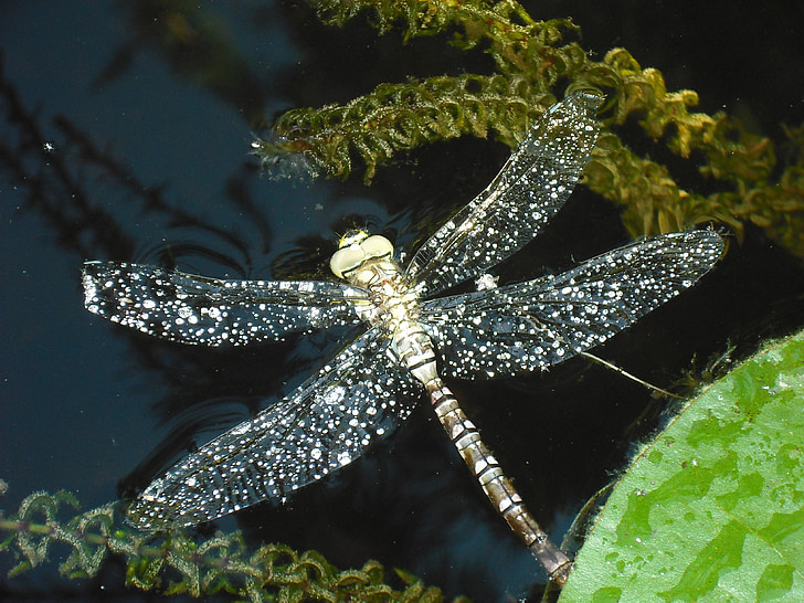 Dragonfly, insektov, makro