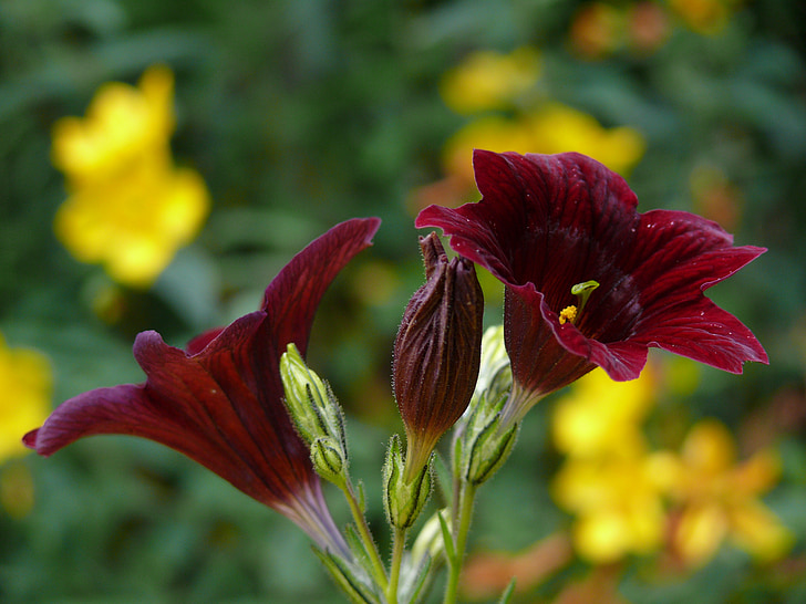 salpiglossis, 濃い赤, 花, 夏, 毎年恒例, 花びら, フローラ