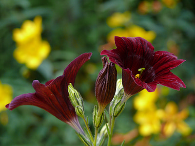 salpiglossis, tmavě červená, květ, léto, roční, okvětní lístek, Flora