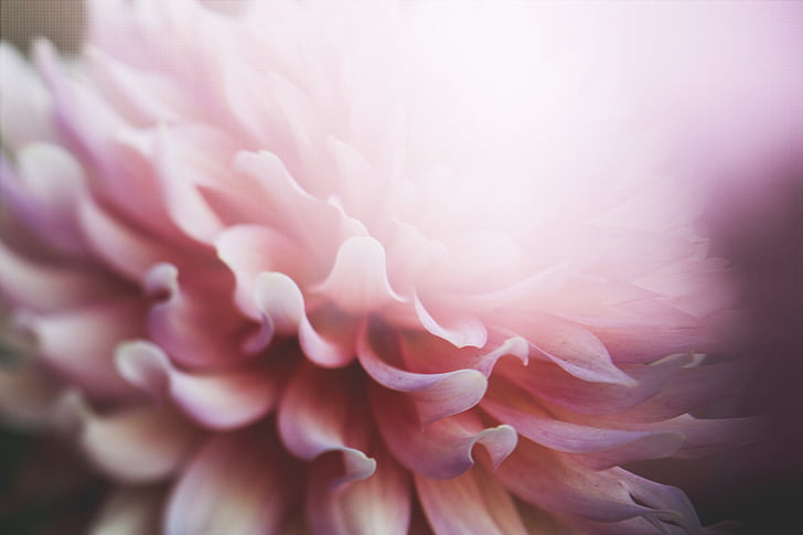 bloom, blossom, close-up, flora, flower, nature, petals