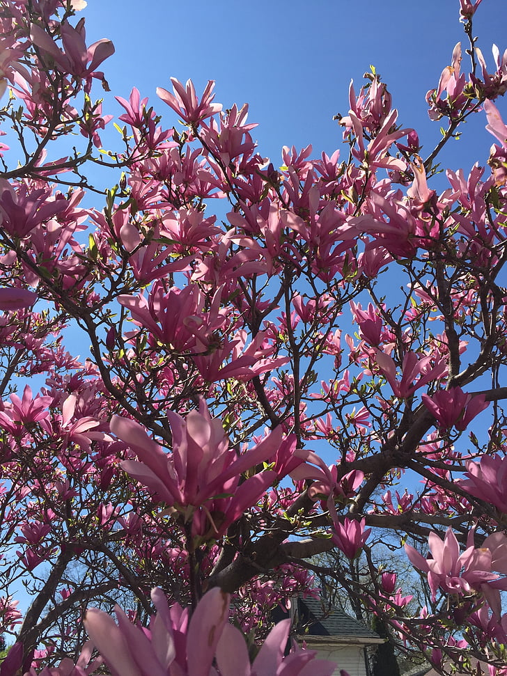 Magnolia, virágzó fa, tavaszi, rózsaszín, fa, természet, virág