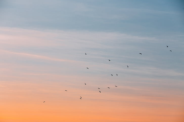 birds, flying, dusk, cloud, sky, sunset, bird