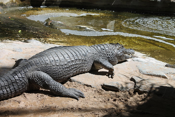 crocodile, expensive, park, natural, skins, farligdyr