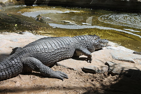 крокодил, скъпо, парк, естествени, кожи, farligdyr