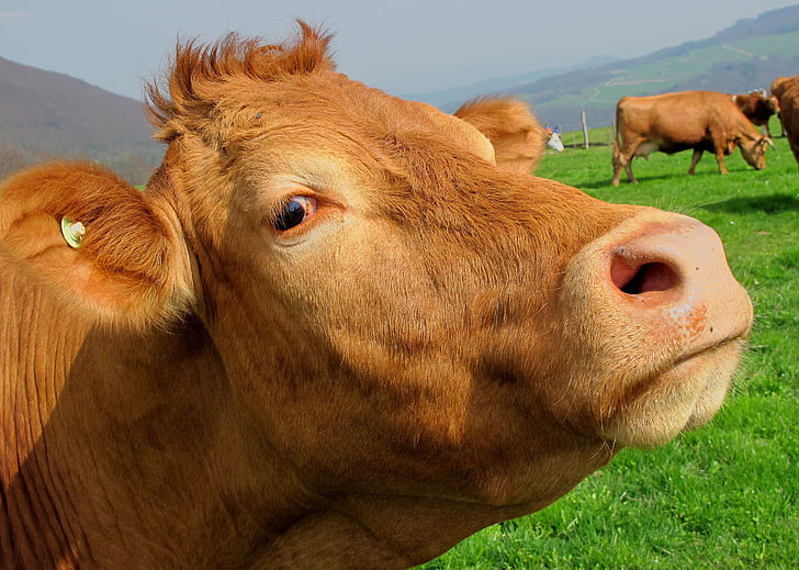 animale, Close-up, zona rurală, vacă, ferma, Utilaje agricole, mamifer