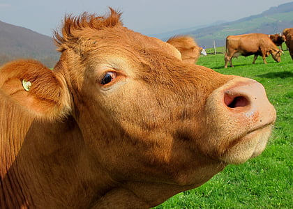 animal, Close-up, campo, vaca, granja, agricultura, mamíferos