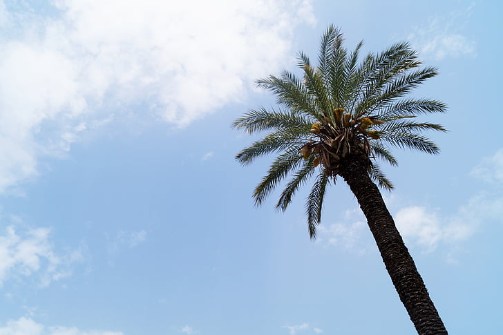 palm, tree, sky, clouds, blue, cloud, ganesh