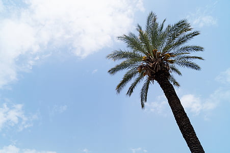 palmy, drzewo, niebo, chmury, niebieski, Chmura, Ganesh