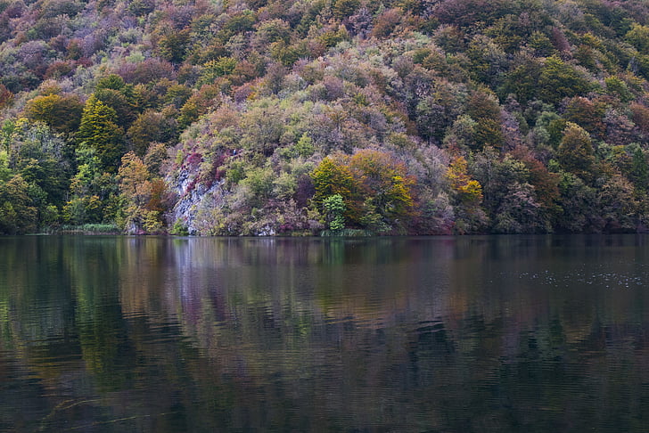 forest, near, lake, tree, water, reflection, nature