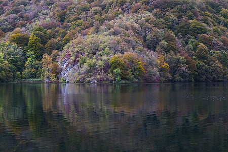 Les, poblíž, jezero, strom, voda, reflexe, Příroda