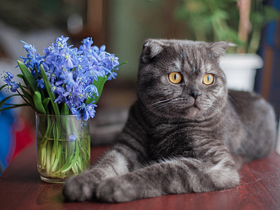 velouchi, kedi, İskoç, çiçekler, Görünüm, hayvan, Sevgilim