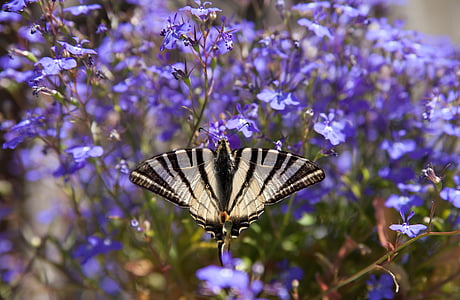 zviera, hmyzu, motýľ, vzácny Feniklový, krídlo, lietať, flutter