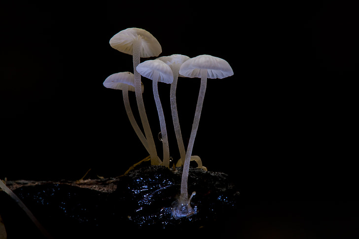 jamur, alam, Tutup, kecil, jamur kecil