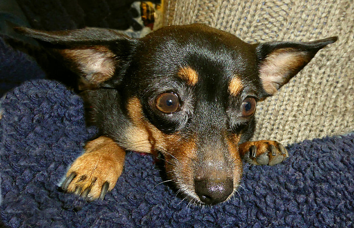 cão pequeno, bonito, Pinscher, animal de estimação, marrom