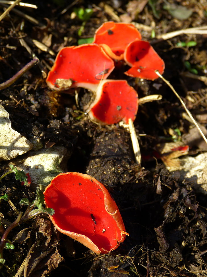 Ohnivý kelchbecherling, houby, Scarlet kelchbecherling, sarcoscypha coccinea, červená, Příroda, Les