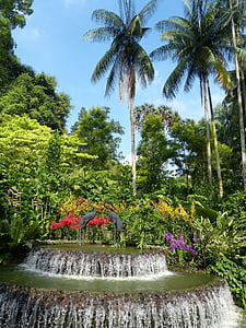 Park, trópusok, trópusi, kert, fa, virágok, természet