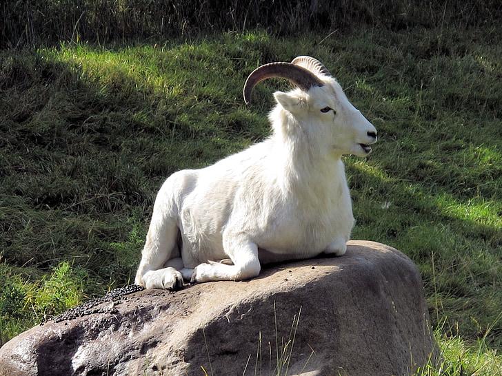 Big horn ovce, koza, Horn, Alberta, Kanada, volně žijící zvířata, ovce