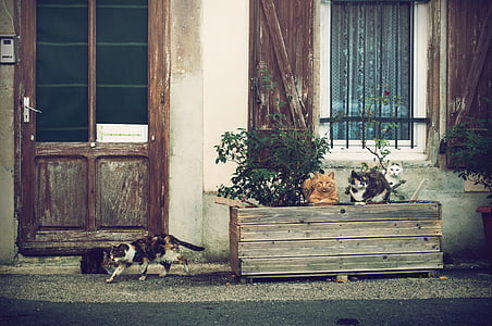 animal, door, cats, window, abandoned, architecture, no people