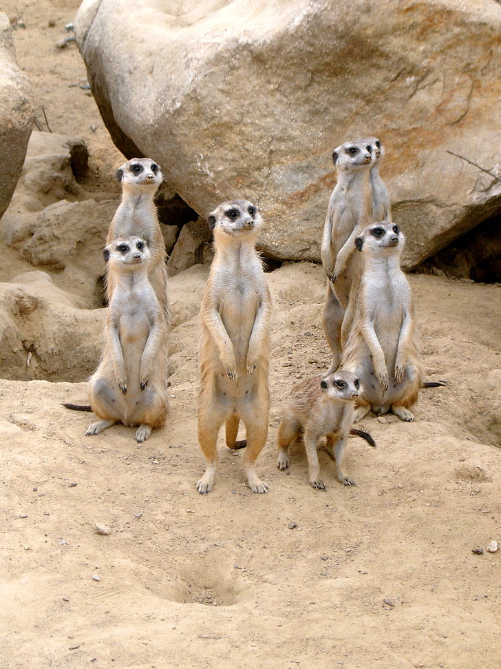 Meerkat, živalski vrt, živali, pesek, puščava, pozornost, budno